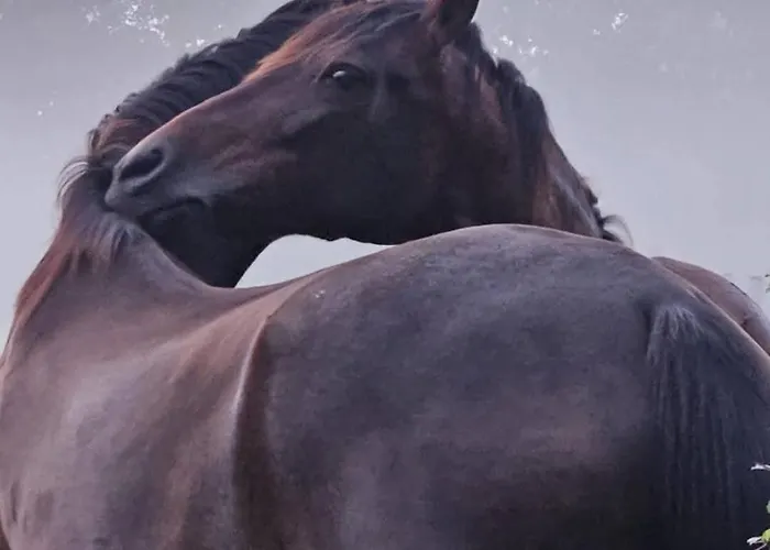 Vakantieboerderij Op Bij Nicole