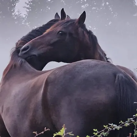 Farm stay Op Bij Nicole